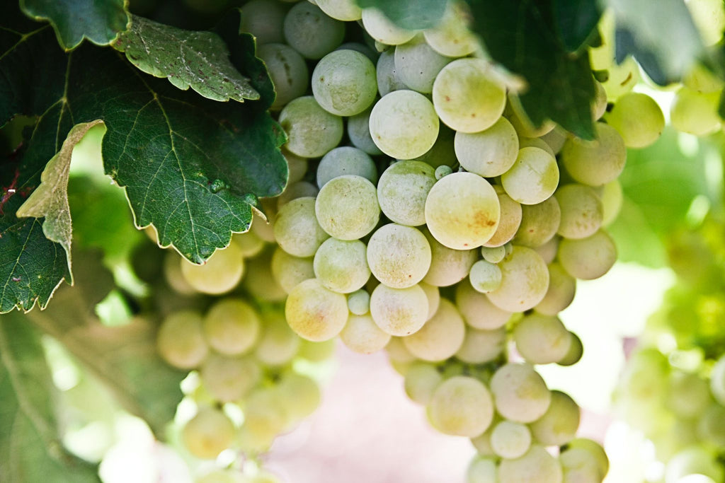 Cuvée Prestige - Sauvignon