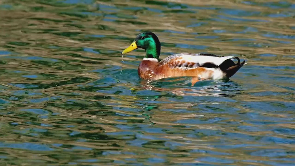 Canard Butcher State Rouge